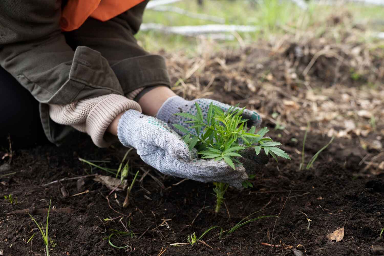 Best Tree Root Removal  in USA